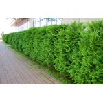 10 Thuja Brabant