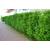 10 Thuja Brabant