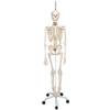 Anatomie Skelett von 3B Scientific