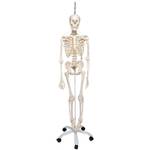 3B Scientific Anatomie Skelett