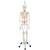 3B Scientific Anatomie Skelett