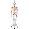 Menschliche Anatomie Skelett von 3B Scientific