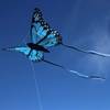 Bella Butterfly von Wolkenstürmer