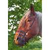 Fressbremse von Heavy Horse Parts