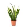 Bogenhanf Sansevieria trifasciata von AIRY
