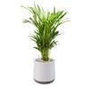 Pot M mit Goldfruchtpalme von AIRY