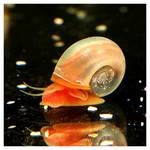 Aq4aquaristik Rosa Pinke Posthornschnecke