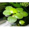 Proximus_AF von AquaPlants
