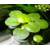 Aquaplants Proximus_AF