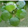Froschbiss von Aquarium Plants