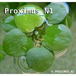 Aquarium Plants Froschbiss