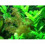 Aquariumpflanzen.net Aquarium-Pflanzen