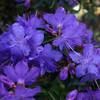 Rhododendron Gristede von Arborix
