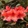 Tortoiseshell Orange von Arborix