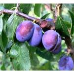 Aretländer Pflanzenhof Pflaumenbaum