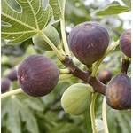 Artländer Pflanzenhof Feigenbaum