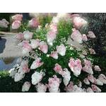 Artländer Pflanzenhof Rispenhortensie Pinky Winky