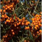 Artländer Pflanzenhof Sanddorn-Set