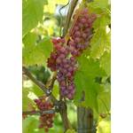 ‎Artländer Pflanzenhof Vanessa