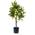 Kunst Zitronenbaum von artplants.de 