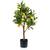 Artplants.de Kunst Zitronenbaum