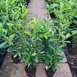 Gartencenter Bartels Kirschlorbeer Genolia