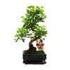 Chinesischer Liguster Bonsai von exotenherz