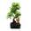 Chinesischer Liguster Bonsai von exotenherz