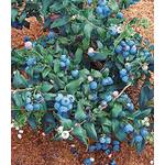 Baldur Garten Reka und Hortblue