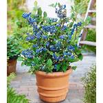 Baldur Garten Topf-Heidelbeere