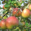 Apfelbaum Topaz (S) von Müllers Grüner Garten Shop