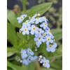 Myosotis palustris von Wasserpflanzen Wolff