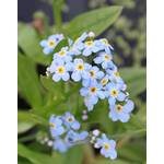 Wasserpflanzen Wolff Myosotis palustris