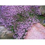 Samen Schenker Sand-Thymian