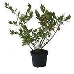 Müllers Grüner Garten Heidelbeere Reka