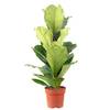 Ficus Geigenfeige von FLOWERBOX