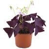Oxalis triangularis Mijke von Fangblatt