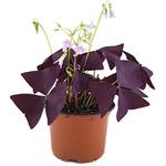 Fangblatt Oxalis triangularis Mijke
