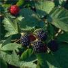 Brombeere Loch Ness von Pille Baumschulen