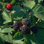 Pille Baumschulen Brombeere Loch Ness