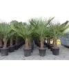 XL-Palme von JH Grünwaren GmbH & Co. KG