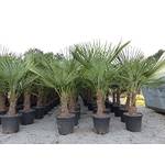 JH Grünwaren GmbH & Co. KG XL-Palme