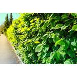 Pflanzhits Hainbuche