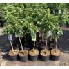 Apfelbaum Topaz 100 cm von Pflanzhits