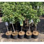 Pflanzhits Apfelbaum Topaz 100 cm