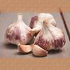 Winterpflanzknoblauch Germidour von FLORTUS