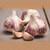 Flortus Winterpflanzknoblauch Germidour
