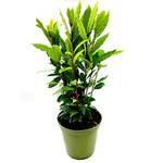 Florapartner Gewürzlorbeer