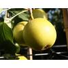 Birnenbaum"Gute Luise" von Pflanzhits