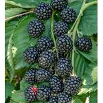 ‎Artländer Pflanzenhof Zuckerbrombeere Asterina